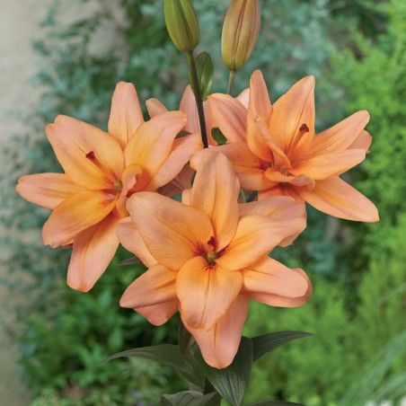 Lilia azjatycka pełna Falmarin