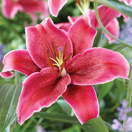 Lilia orientalna Zorro