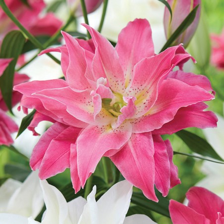 Lilia orientalna pełna Twyford