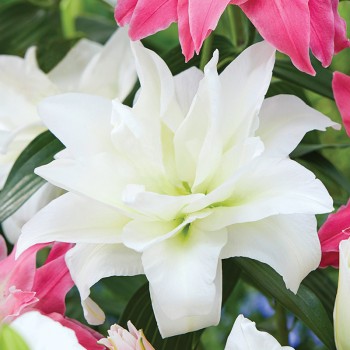 Lilia orientalna pełna Snowboard