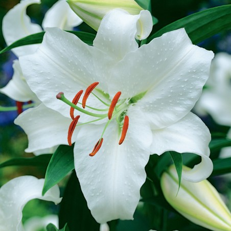 Lilia orientalna Ourasi