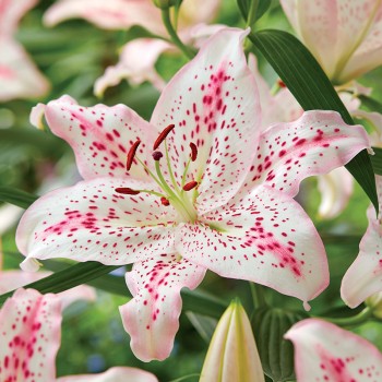 Lilia orientalna Solution