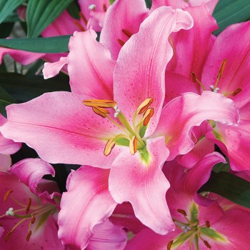 Lilia orientalna Praiano