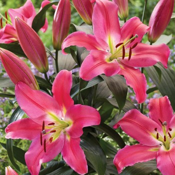 Lilia orientalna Purpinca