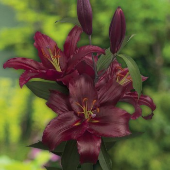 Lilia orientalna Petrolia