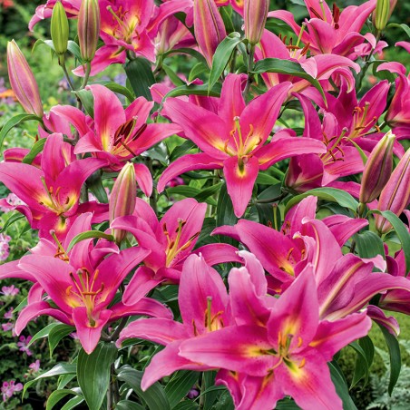 Lilia orientalna Lungoo