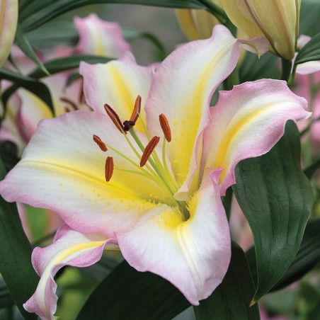 Lilia orientalna Captain Tricolore