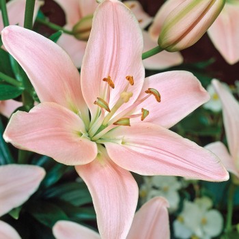 Lilia azjatycka Lexington