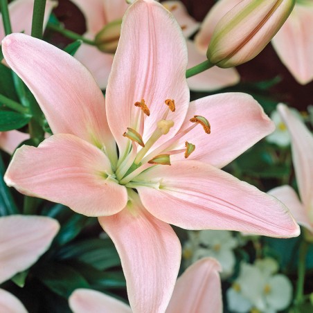 Lilia azjatycka Lexington