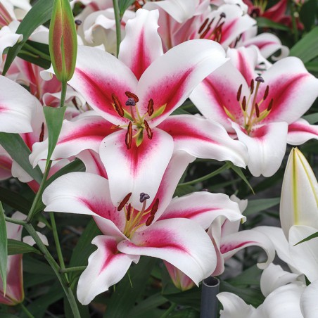 Lilia drzewiasta Gaucho