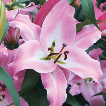 Lilia drzewiasta  Bastogne