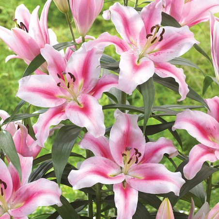 Lilia drzewiasta Frontera