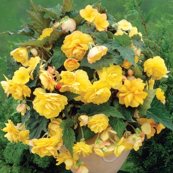 Begonia wisząca Cascade żółta