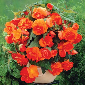Begonia wisząca Cascade  pomarańczowa