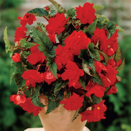 Begonia wisząca Cascade  czerwona