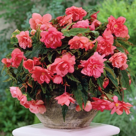 Begonia wisząca Cascade różowa