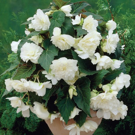 Begonia wisząca Cascade biała