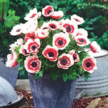 Zawilec wieńcowy Duet