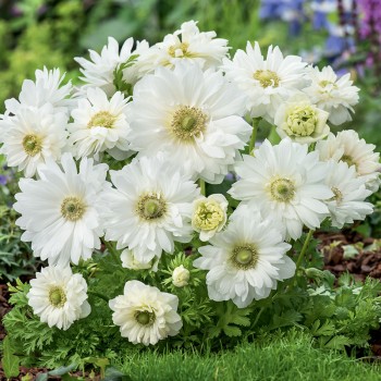 Zawilec wieńcowy pełny Mount Everest