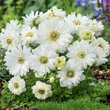 Zawilec wieńcowy pełny Mount Everest