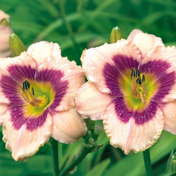 Liliowiec Wineberry Candy