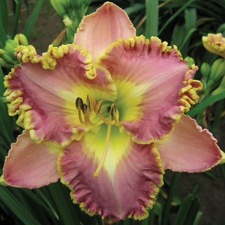 Liliowiec Lavender Tu Tu