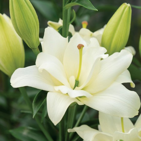 Lilia azjatycka pełna Belvedere