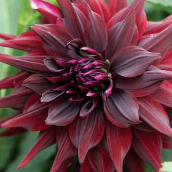 Dalia dekoracyjna Brigitta Alida