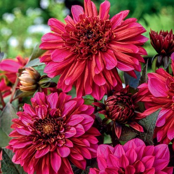 Dalia anemonowa Purple Haze