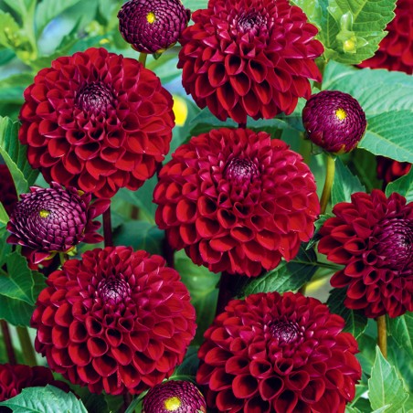 Dalia pomponowa Natal