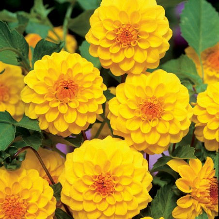 Dalia pomponowa Golden Scepter