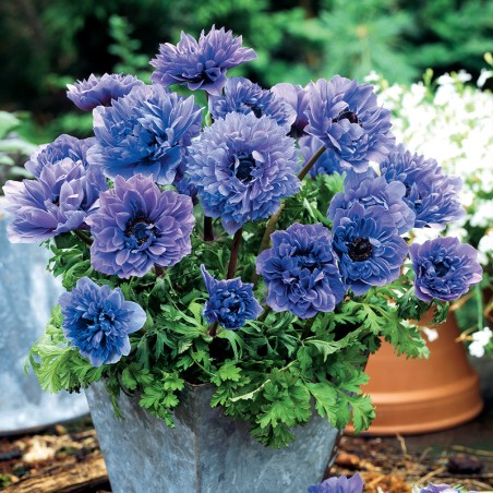 Zawilec wieńcowy Lord Lieutenant