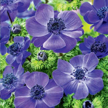 Zawilec wieńcowy Mr Fokker