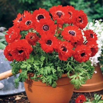 Zawilec St. Brigid The Governor