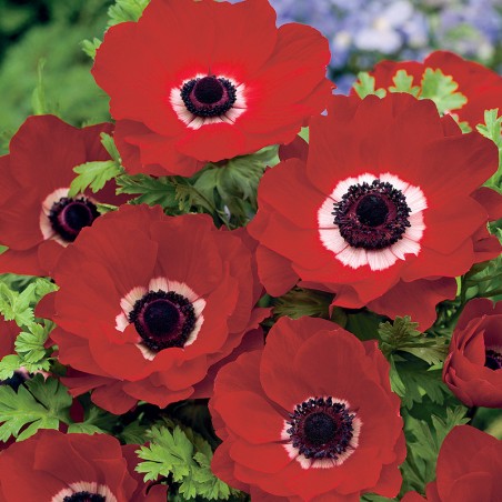 Zawilec wieńcowy Hollandia