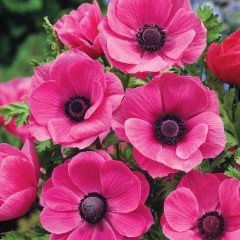 Zawilec wieńcowy Sylphide