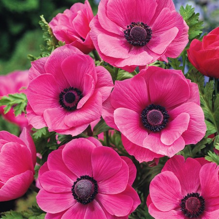 Zawilec wieńcowy Sylphide