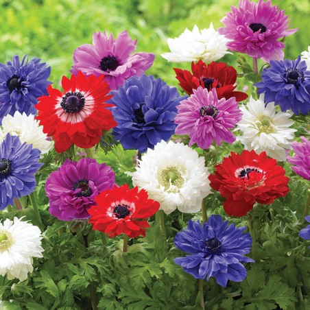 Zawilec St. Brigid mieszanka