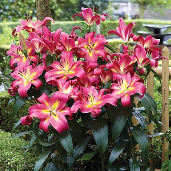 Lilia drzewiasta Empoli