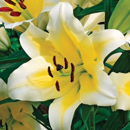 Lilia drzewiasta Manissa