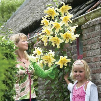 Lilia drzewiasta Honeymoon