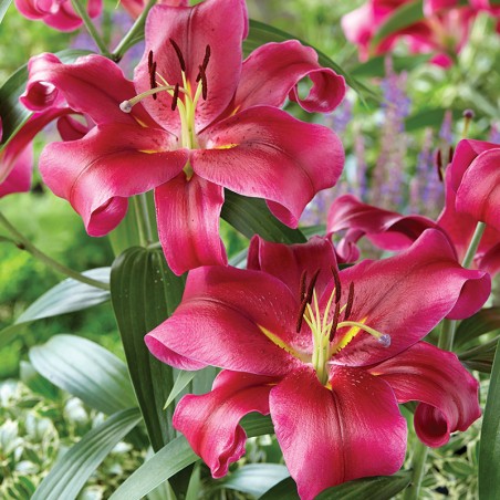 Lilia drzewiasta Palazzo