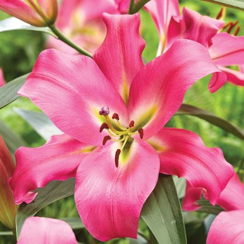 Lilia drzewiasta Maldano