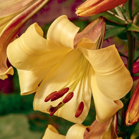 Lilia trąbkowa Golden Splendour