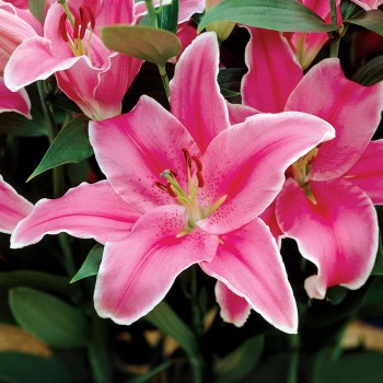 Lilia orientalna Marlon®