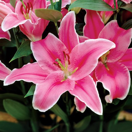 Lilia orientalna Marlon®