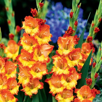 Mieczyk Princess Margaret Rose