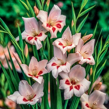 Mieczyk karłowy Elvira