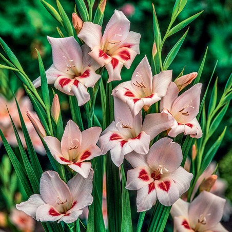 Mieczyk karłowy Elvira