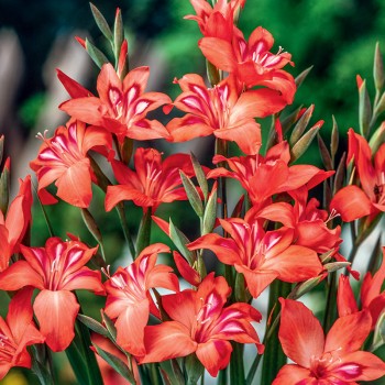 Mieczyk karłowy Amanda Mahy